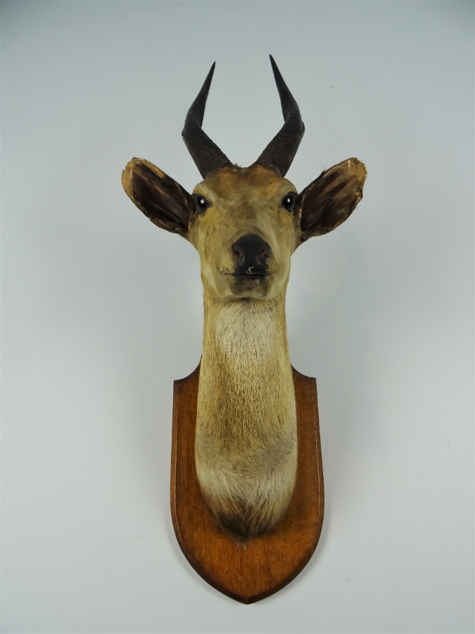 EDWARD GERRARD & SONS TAXIDERMY BUSHBUCK TROPHY HEAD